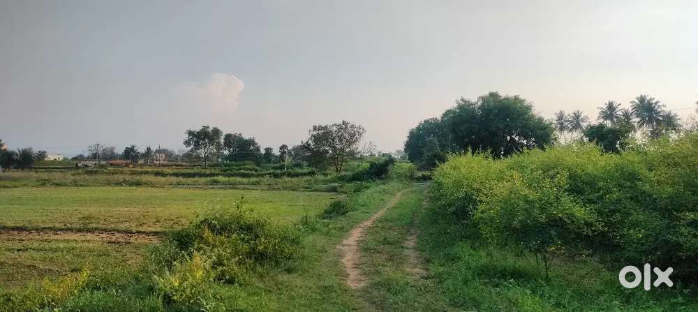 Agriculture land for sale