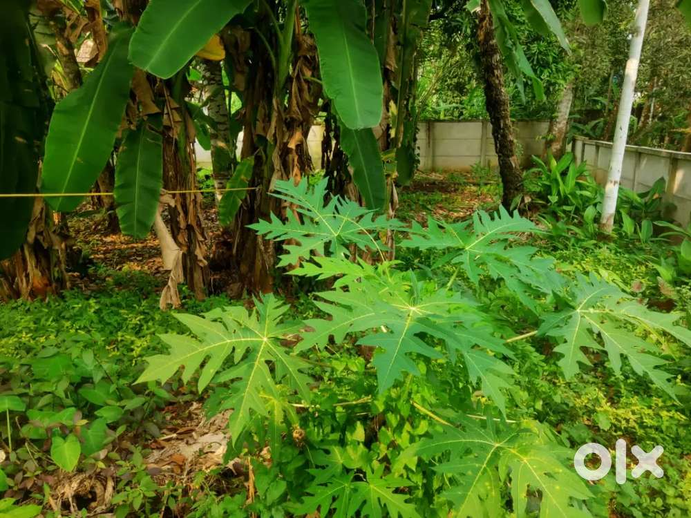 NH 66 to property 250 m