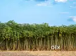 നിലം വിൽപനക്ക്