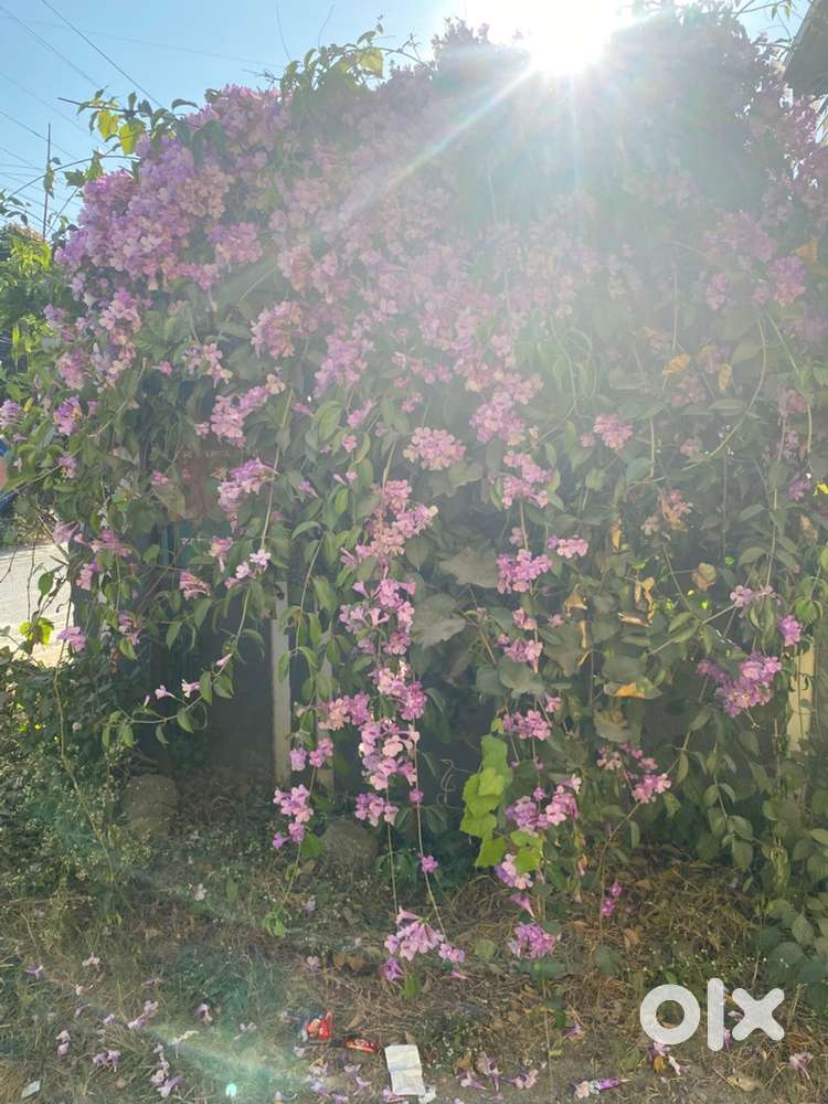 Accountant with 3 years experience in Tally, Account Keeping,