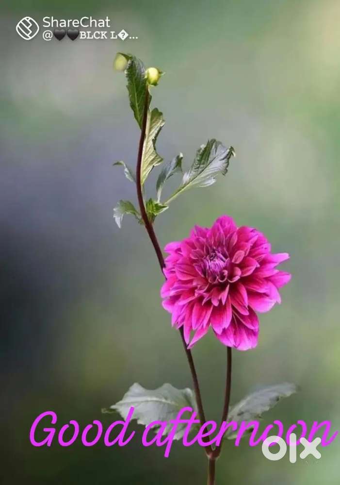 Old house with 3.5 cent land in very town area, prominent place