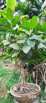 নার্সারি গাছ বিক্রি খুবই ভালো বাড়িতে সাজানোর জন্য।