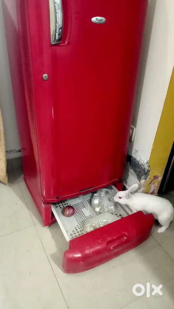 Whirlpool Fridge
