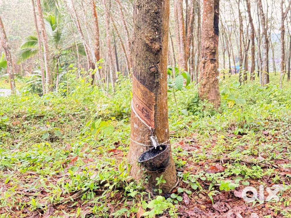 LAND FOR SALE MUTHUVILA