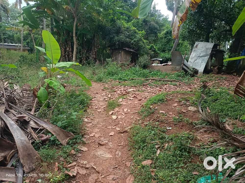 8.25 cent total with 10 coconut tree