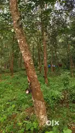 Rubber plot sale ...