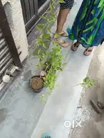 Delivery Executive