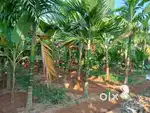 Residential/Agriculture Land