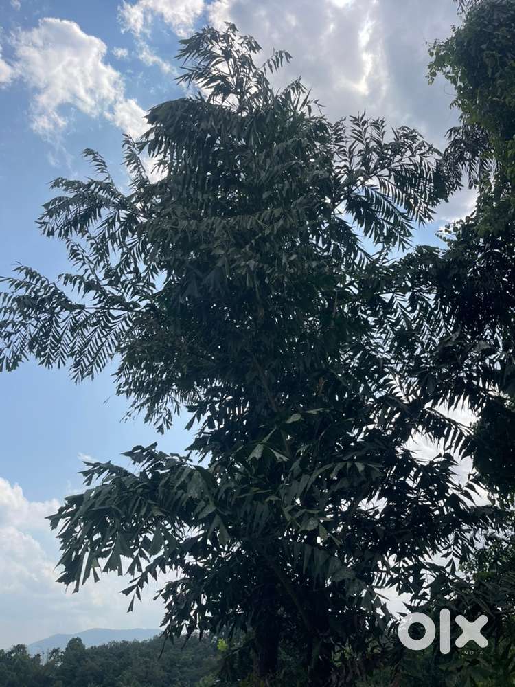 First floor room for rent