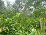 Cardamom Land with full water facility