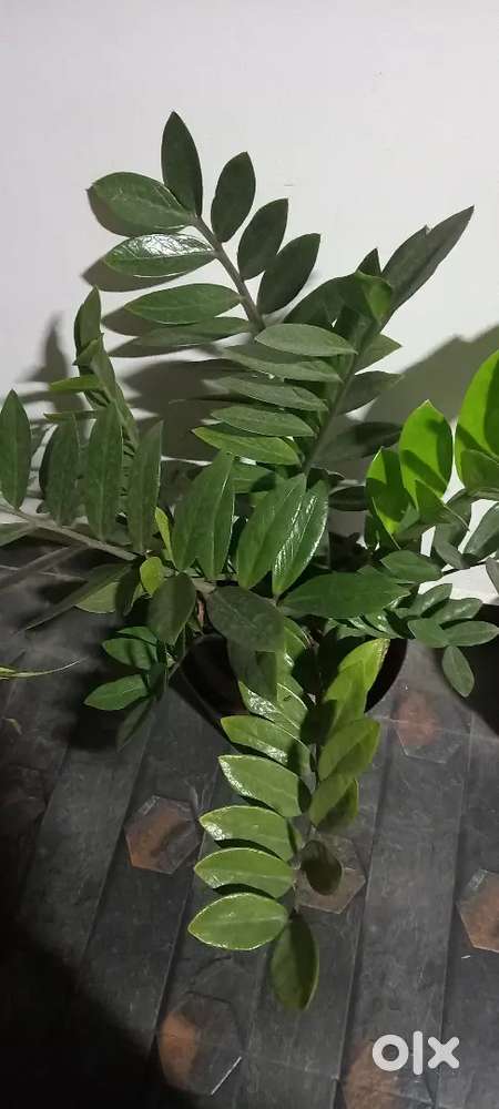 Indoor/Outdoor plant for sale