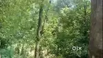 Idukki Kambilikandam near 2 AC LA Pattayam Land with Old house sale