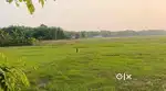 5 Katha  Land  For sale  Malow Ali Bhogdoi dolong par hoi  ase