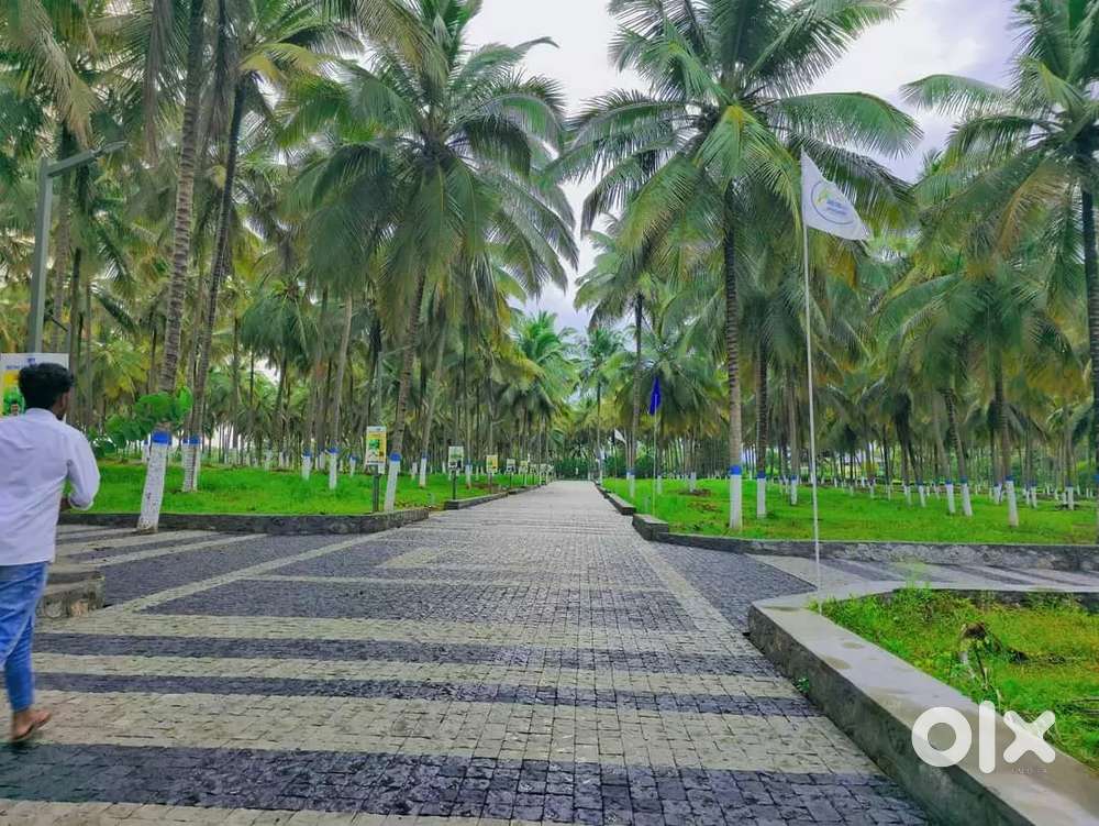 Cocount Farm near Pollachi road