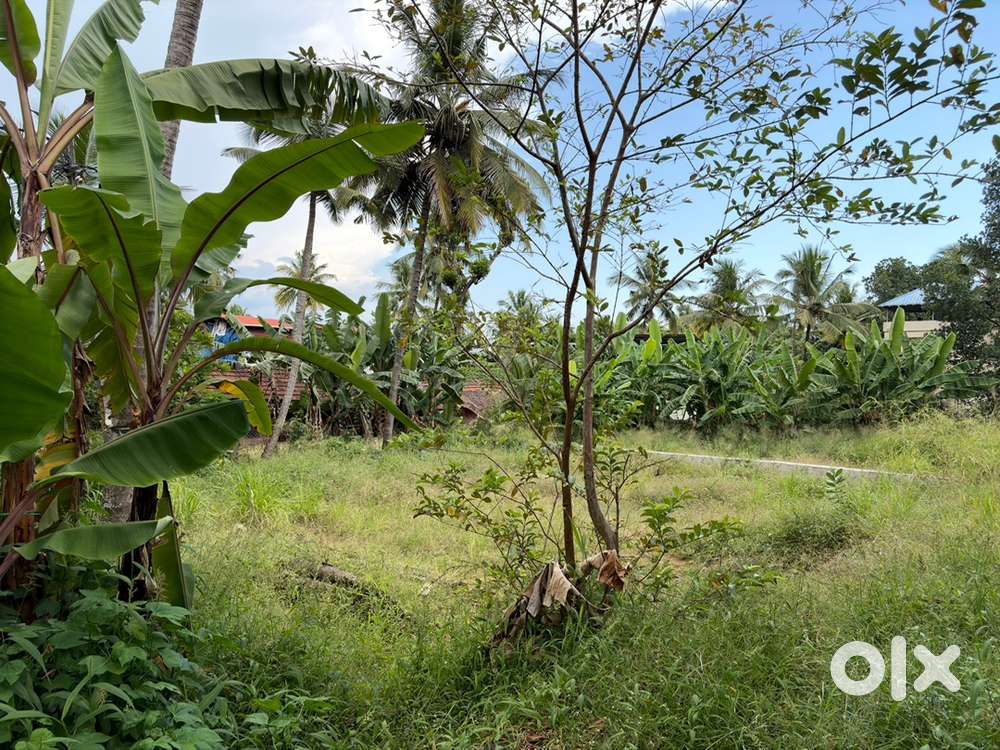 3 CENT square plot,Original dry Land, 250 meter Medical college road