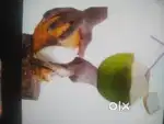 കരിക്ക് ബിസിനസ് - tender coconut cutting & selling