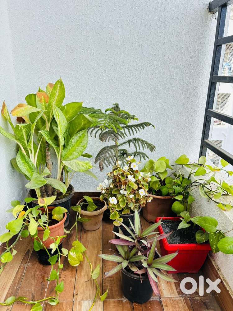 Fresh green plants with pots for sale!