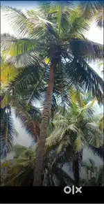 Pollach to palakkad road nearly