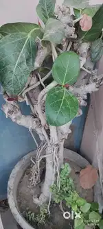 Banyan Plant bonsai