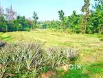 74 cent purayidem land for sale in kanjoor parappuram, airport, aluva