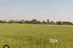 खतौली में 100 बीघा जनरल