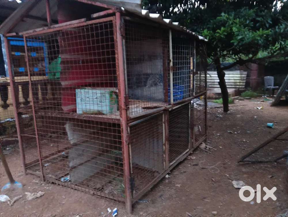 Big Chicken cage