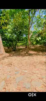 17 acre Agriculture land for sale in Dahanu