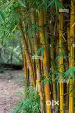 Bambu... Mula