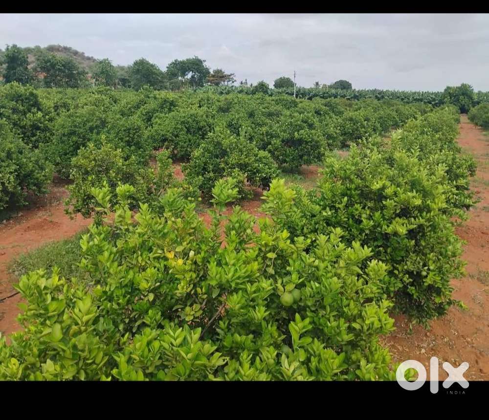 Agriculture land for sale