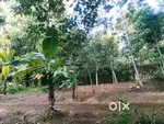 11 cent plot near(250meter) NH road korani.