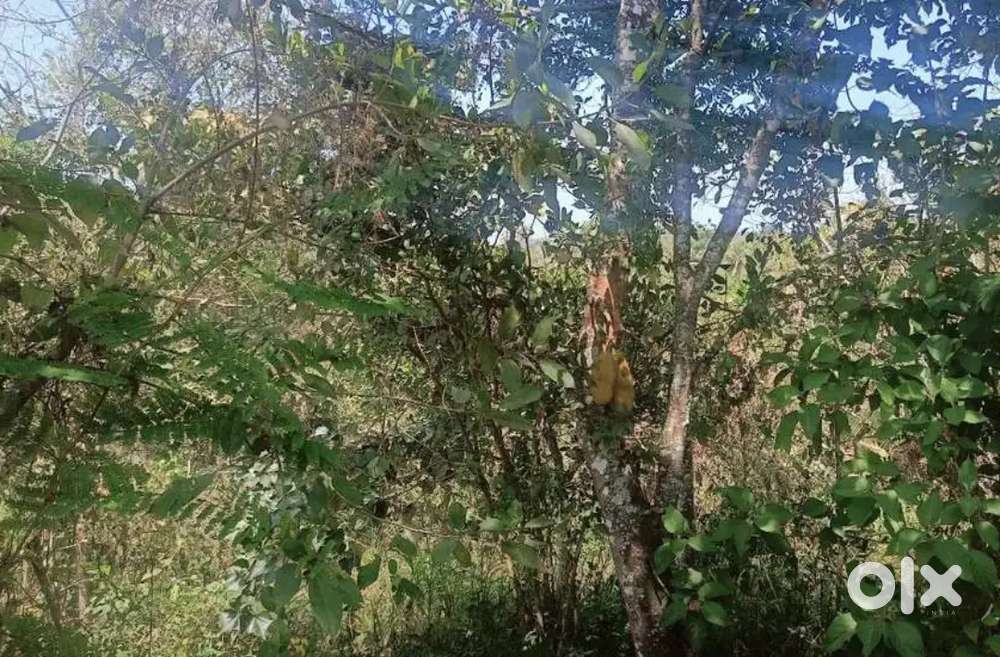 പൂതാടി പഞ്ചായത്തിൽ സെൻ്റിന് 15000 രൂപയ്ക്ക് 1 ഏക്കർ സ്ഥലം വിൽപ്പനക്ക്
