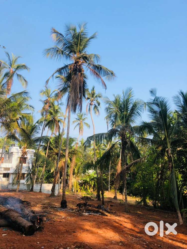 24 Cent for sale..parambil bazar