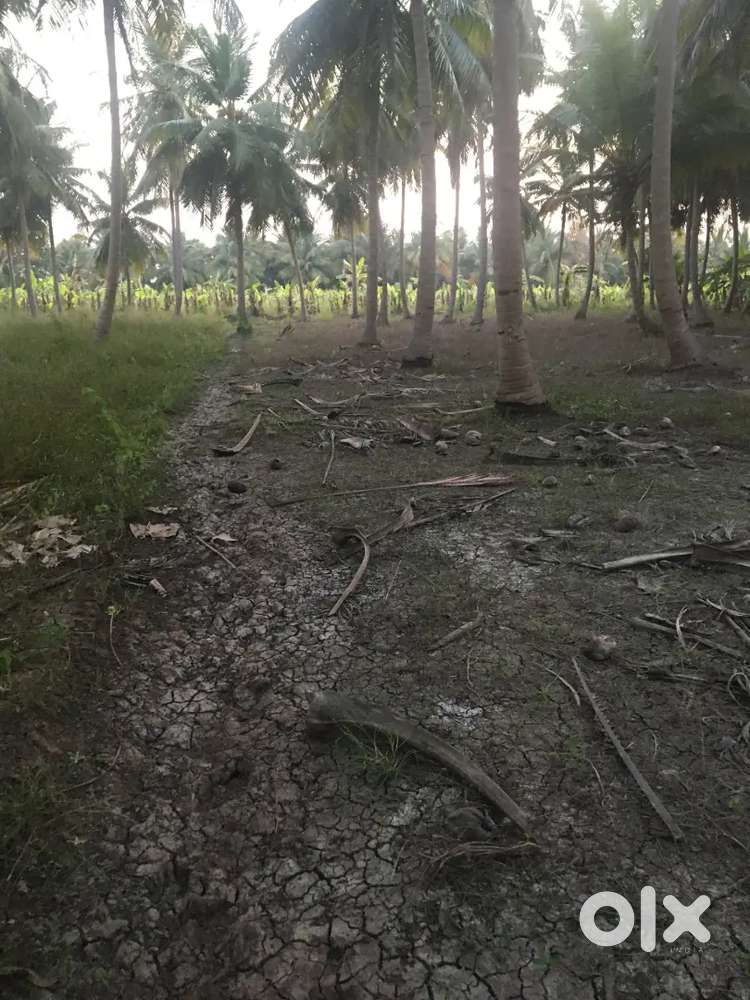 Coconut Farmland with tree at vaigai river