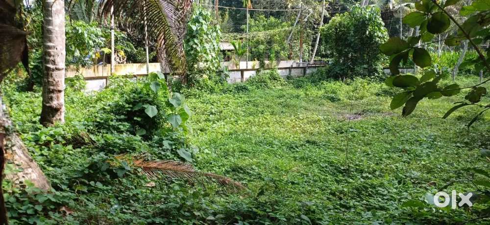 PLOT NEAR PANAMPALLY KAYAMKULAM