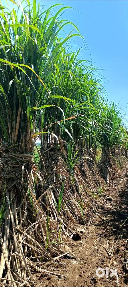 Agriculture land for sale