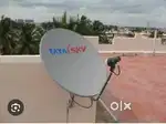 D.D FREE DISH
