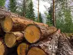 Wood for sale