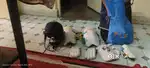 Used cricket kit for 8-9 year old