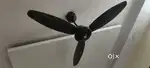 Fan one year old