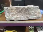 Petrified wood gemstone