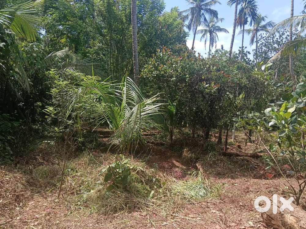 400 Mtrs from Chakkarakal Kanhirod road
