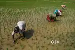 40 Cents Agricultural Paddy land(Magani) for Sale.