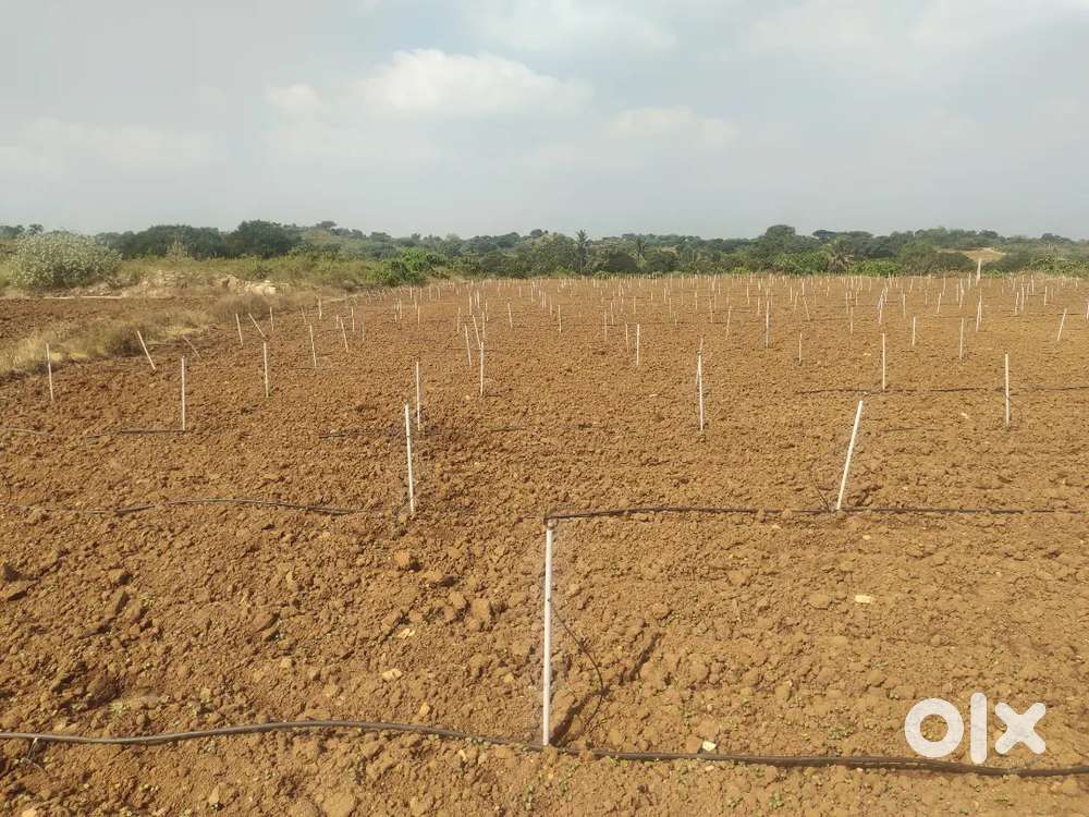 Hosur AGREECULTUR LAND FOR SALE