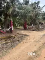 Coconut farm available