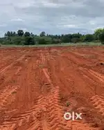 Agriculture land/coconut farm/ farm land/ Ak Kumar real estate