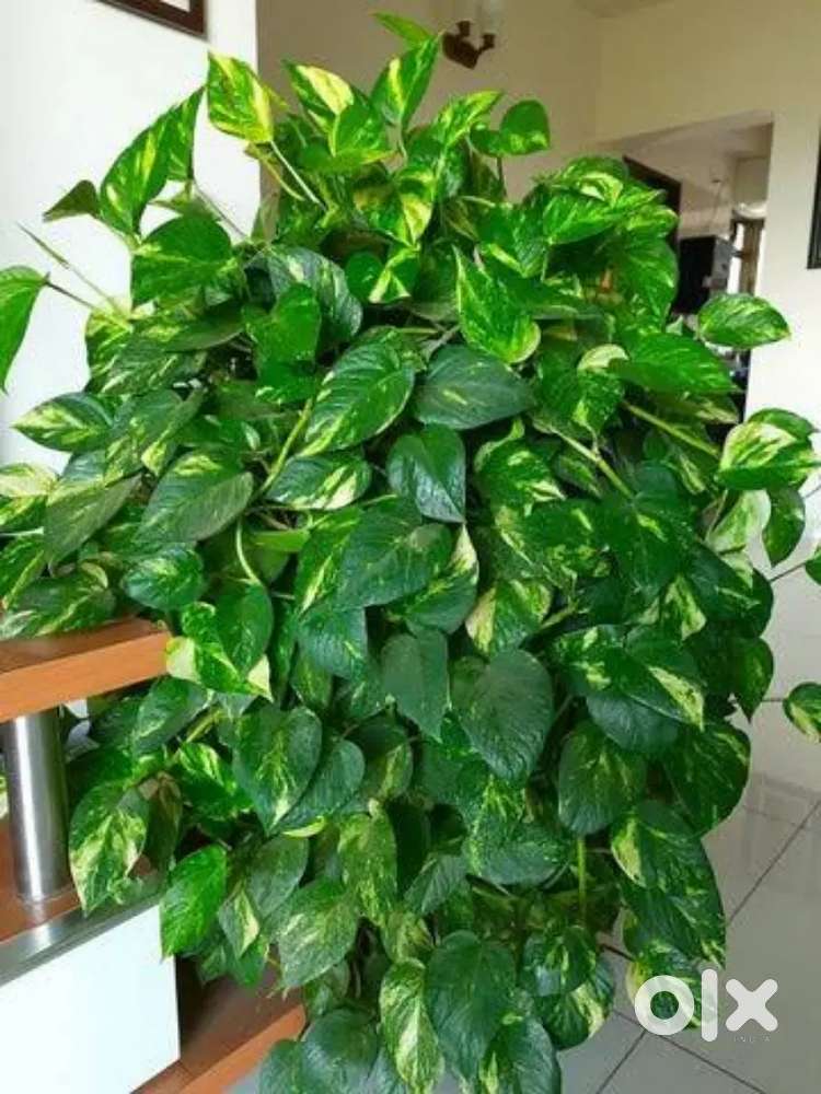 Garden plants