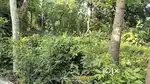 LAND SELL IN TOTALLY HINDU AREA.