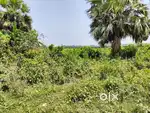 Land available for sale in mouza Tardah kapasati for Fish /Acqua farm