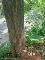 Teak wood timper