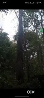 Two timber wood
